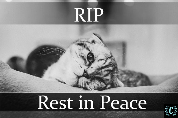 cat RIP (Rest In Peace) images