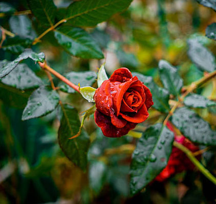 modern beautiful flowers rain rose whatsapp dp