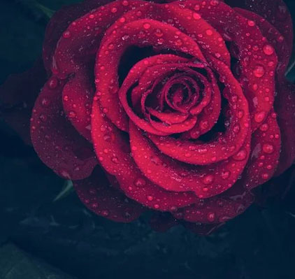 rain rose whatsapp dp beautiful