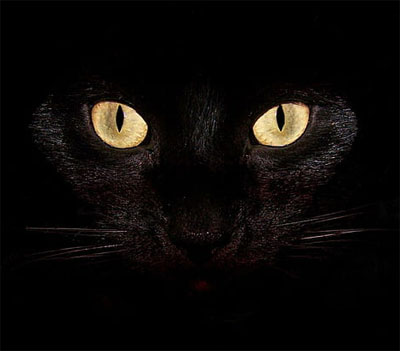 black cat dp for whatsapp