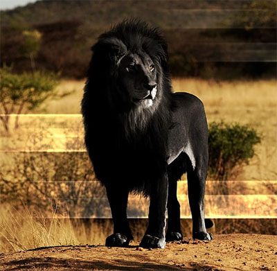 black lion dp for whatsapp