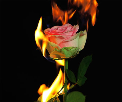 fire stylish rose dp for whatsapp
