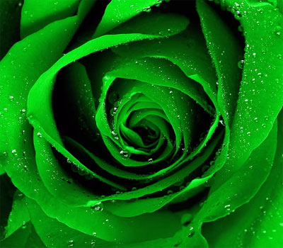green stylish rose dp for whatsapp