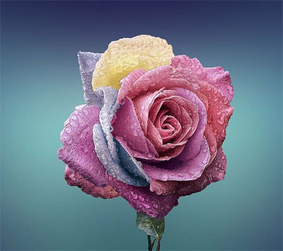 stylish rose colorful flower dp for whatsapp