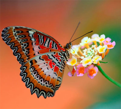 Beautiful Whatsapp Dp Flowers with Butterfly Wallpaper HD