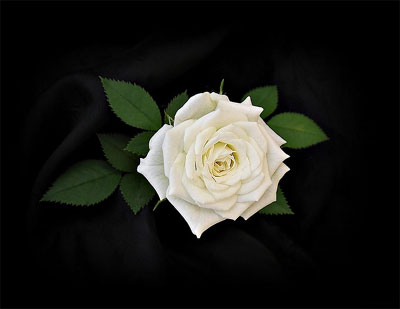white stylish rose dp for whatsapp